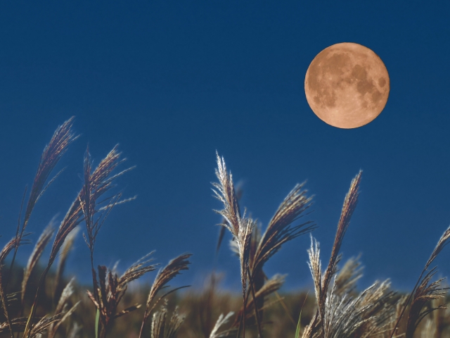 ハーベストムーン